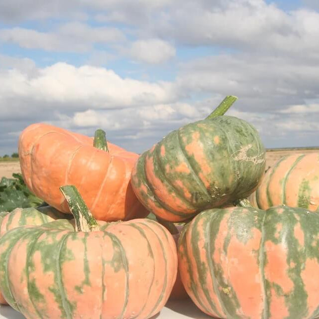 Speckled Hound Pumpkin Seeds
