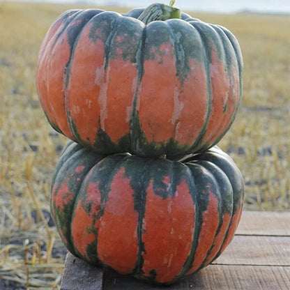 Speckled Hound Pumpkin Seeds