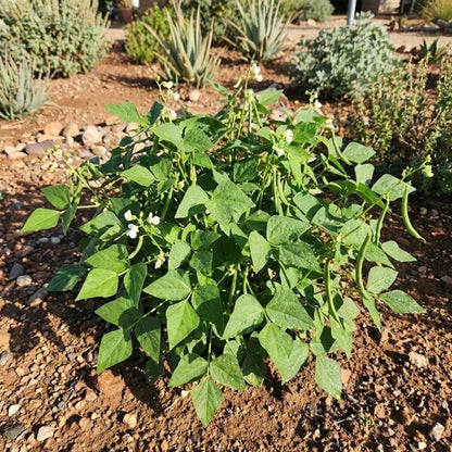 Speckled Tepary Beans Seeds