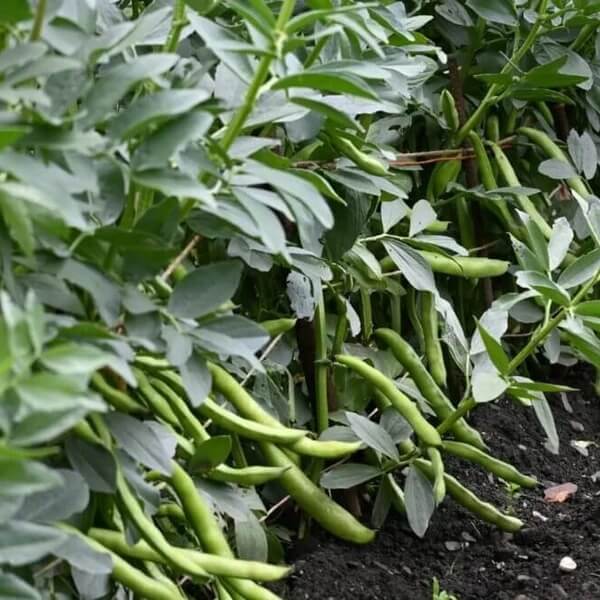 Speckled Tepary Beans Seeds