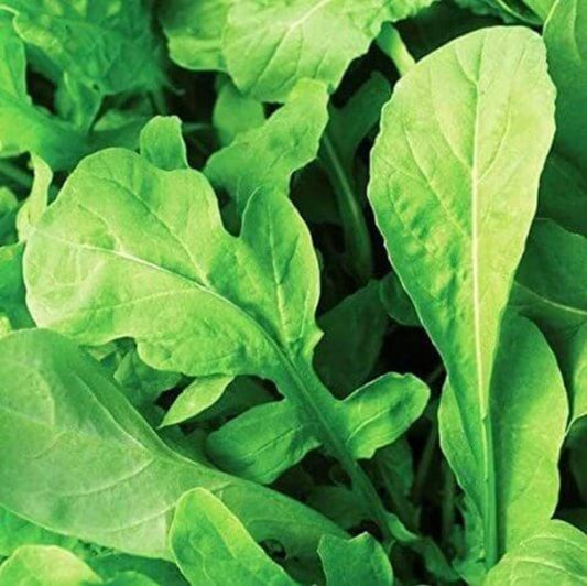 Speedy Arugula Seeds - Heirloom Vegetable Plant for Home Gardens