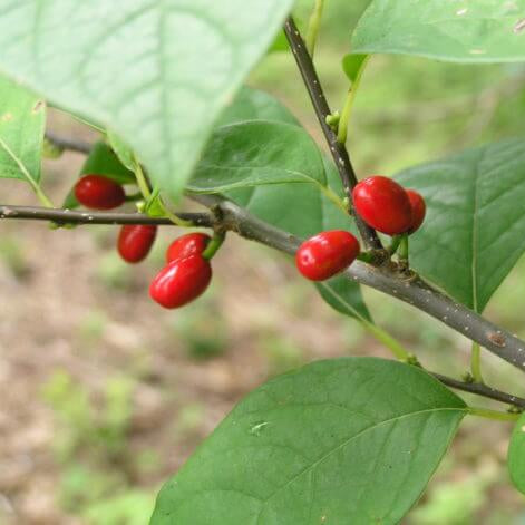 Spicebush Seeds - Herbal Plant for Home Gardens