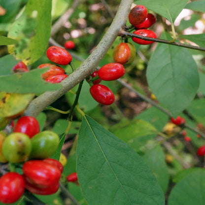 Spicebush Seeds - Herbal Plant for Home Gardens