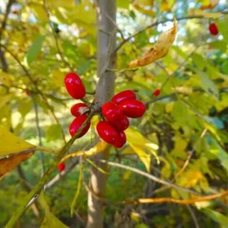 Spicebush Seeds - Herbal Plant for Home Gardens
