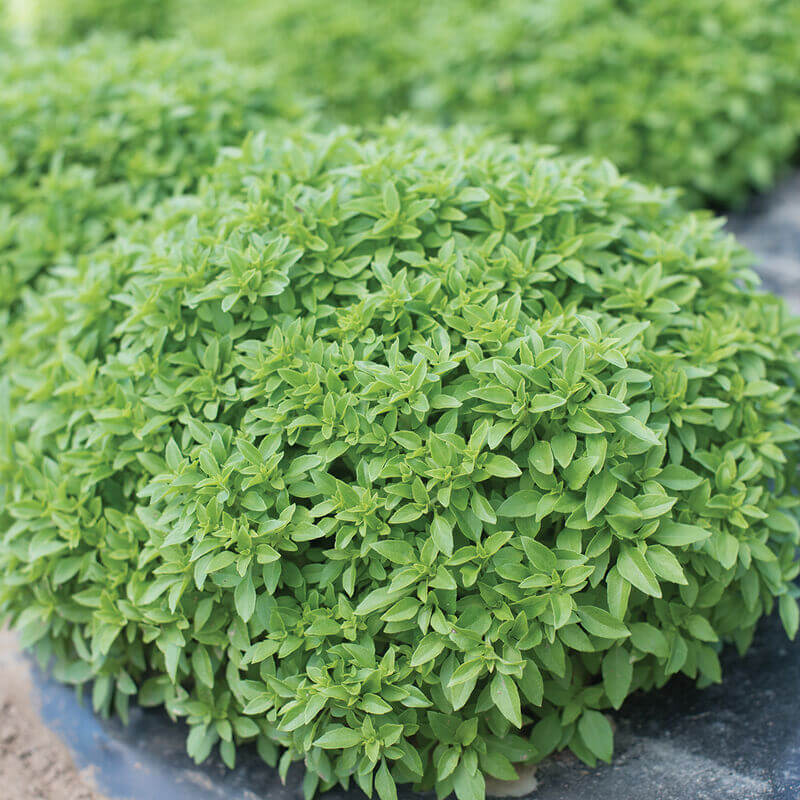 Spicy Bush Basil Seeds - Herbal Plant
