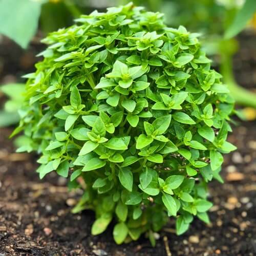 Spicy Bush Basil Seeds - Herbal Plant