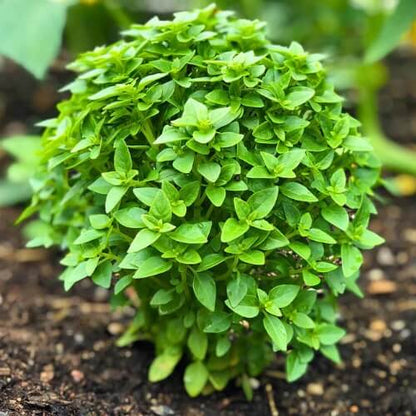 Spicy Bush Basil Seeds - Herbal Plant