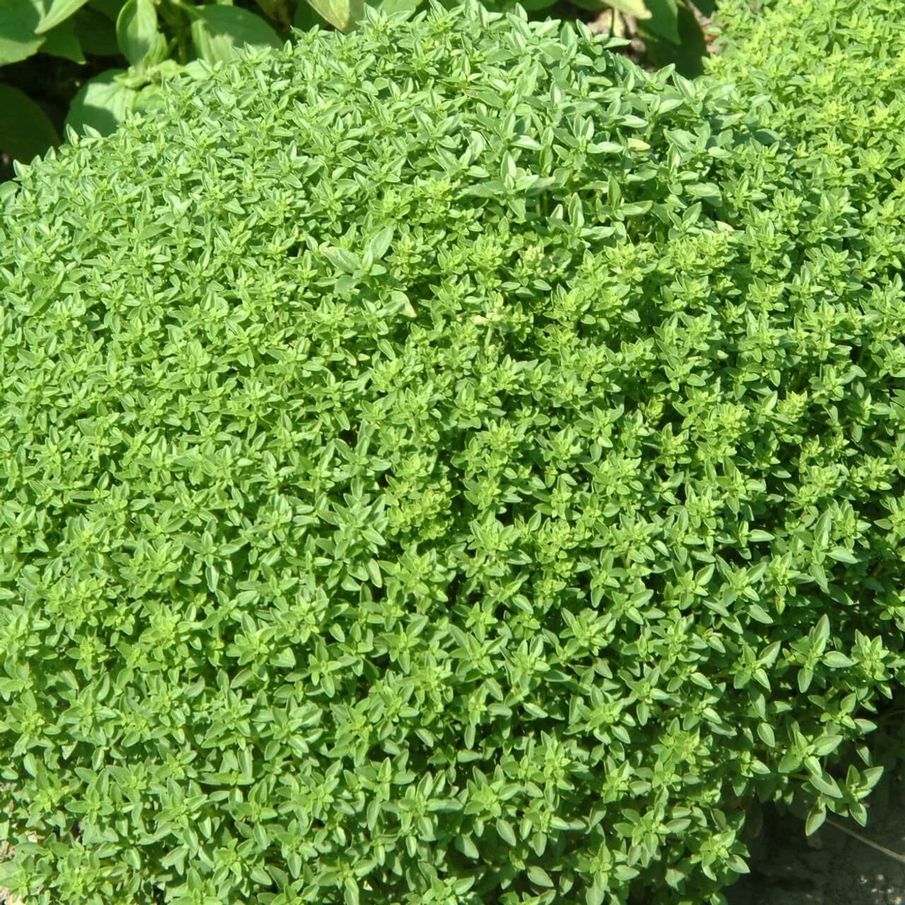 Spicy Bush Basil Seeds - Herbal Plant