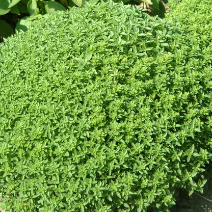 Spicy Bush Basil Seeds - Herbal Plant