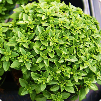 Spicy Bush Basil Seeds - Herbal Plant