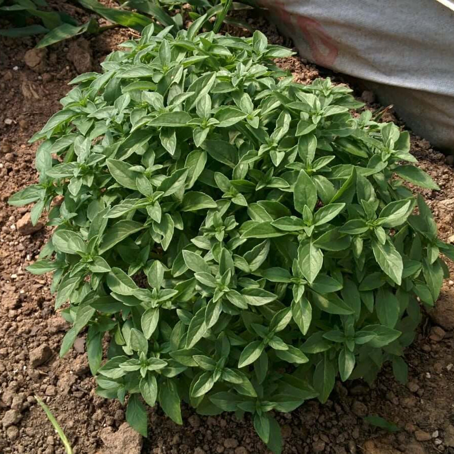Spicy Globe Basil Seeds - Herbal Plant