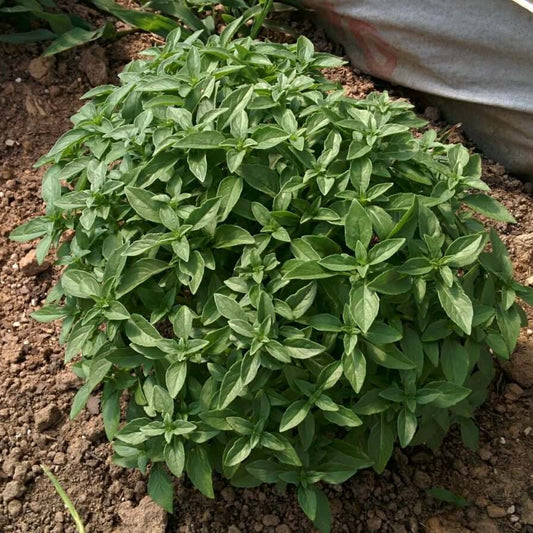 Spicy Globe Basil Seeds - Herbal Plant