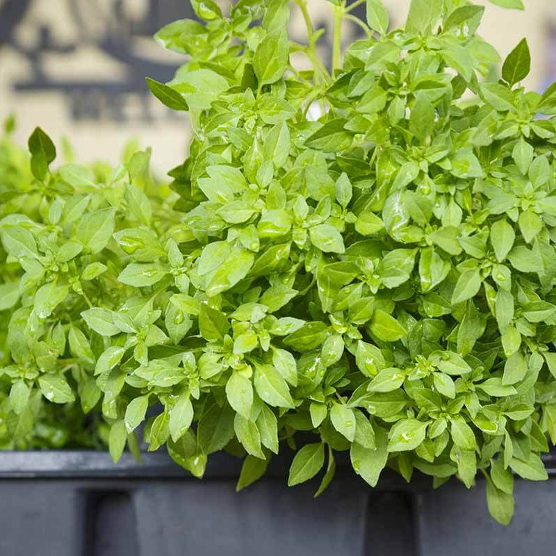 Spicy Globe Basil Seeds - Herbal Plant