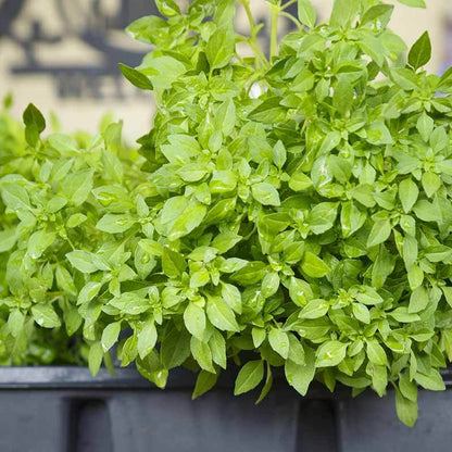 Spicy Globe Basil Seeds - Herbal Plant