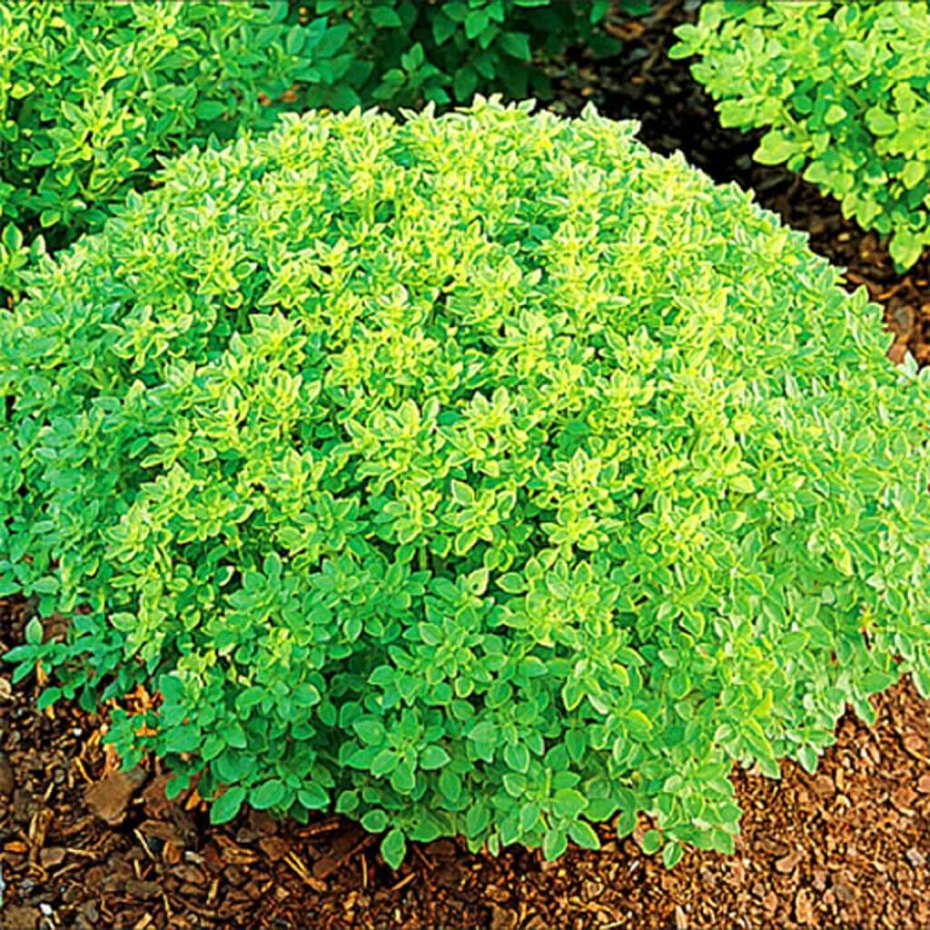 Spicy Globe Basil Seeds - Herbal Plant