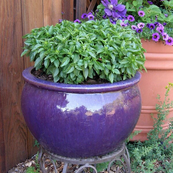 Spicy Globe Basil Seeds - Herbal Plant