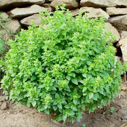 Spicy Globe Basil Seeds - Herbal Plant