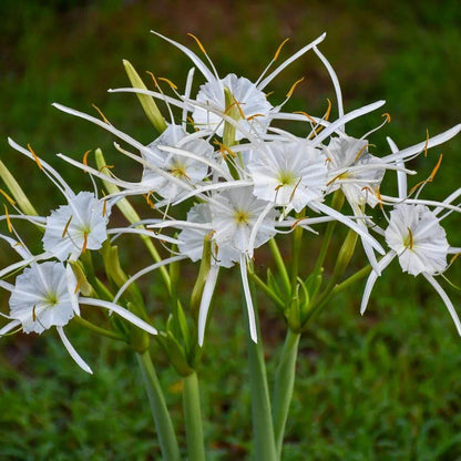 Spider Lily Seeds - Heirloom Flower Plant for Home Gardens