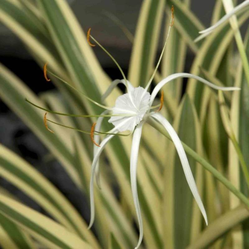 Spider Lily Seeds - Heirloom Flower Plant for Home Gardens