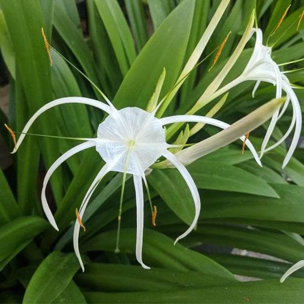 Spider Lily Seeds - Heirloom Flower Plant for Home Gardens