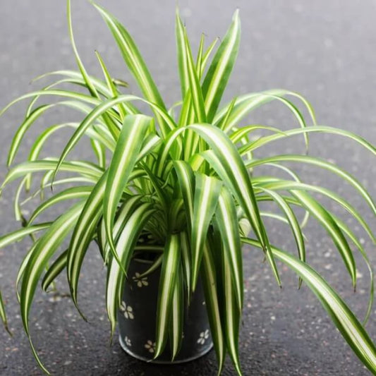 Spider Plant Seeds - Flower Plant