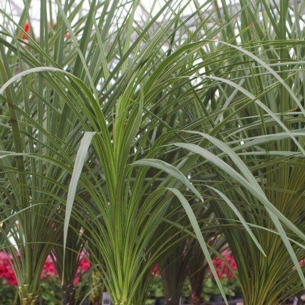 Spike Seeds - Ornamental Plant Seeds for Home Gardens