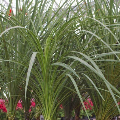 Spike Seeds - Ornamental Plant Seeds for Home Gardens