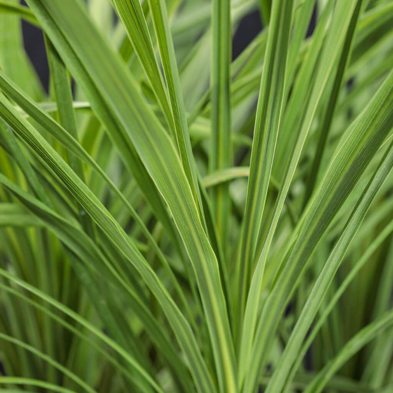 Spike Seeds - Ornamental Plant Seeds for Home Gardens