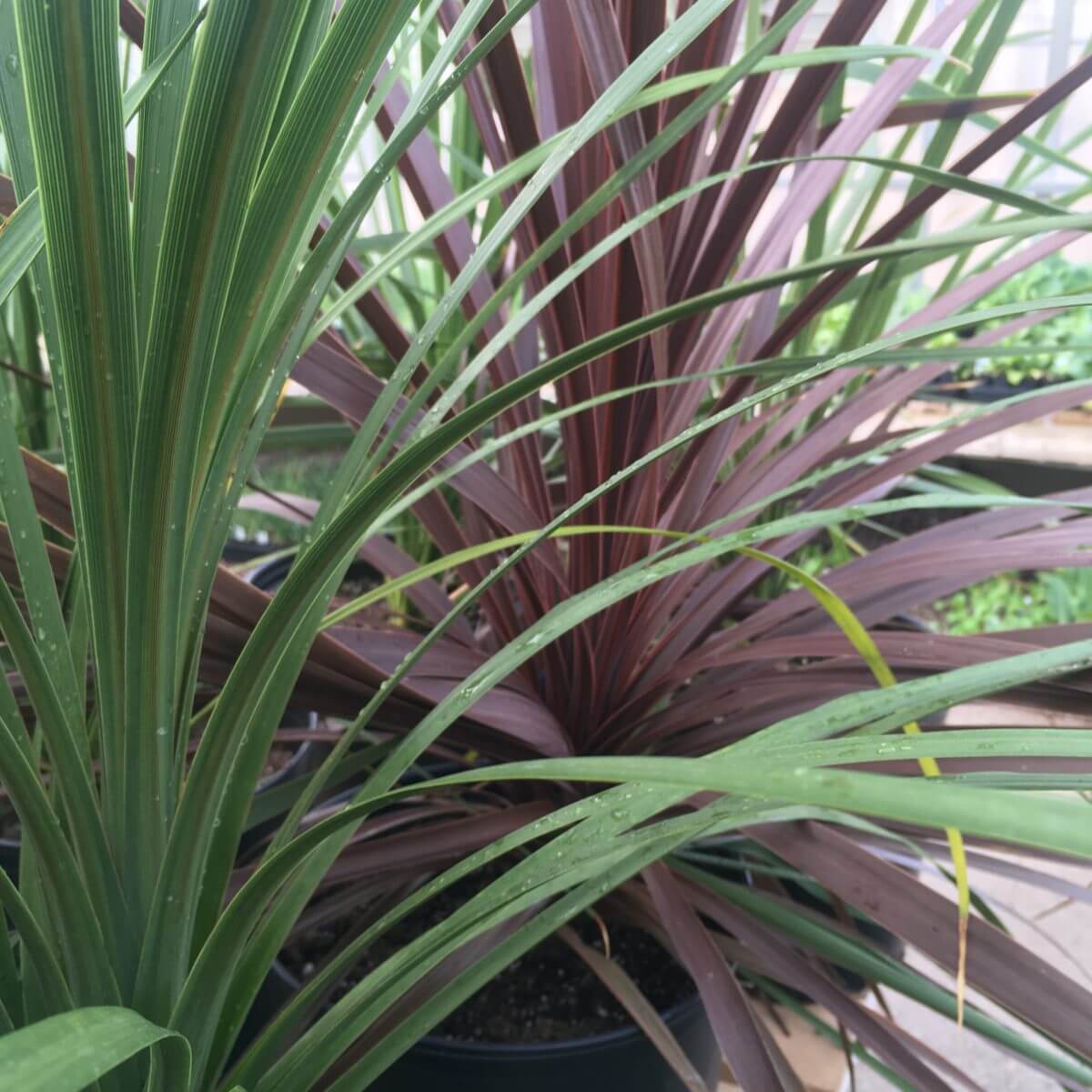 Spike Seeds - Ornamental Plant Seeds for Home Gardens
