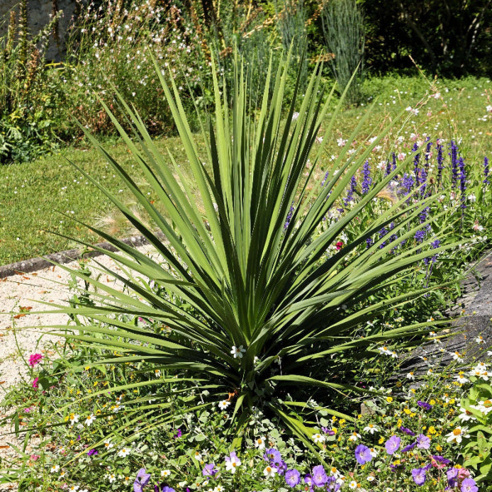 Spike Seeds - Ornamental Plant Seeds for Home Gardens
