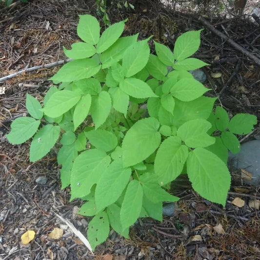 Spikenard Seeds