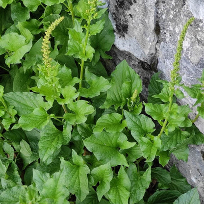 Spinach Good King Henry Seeds