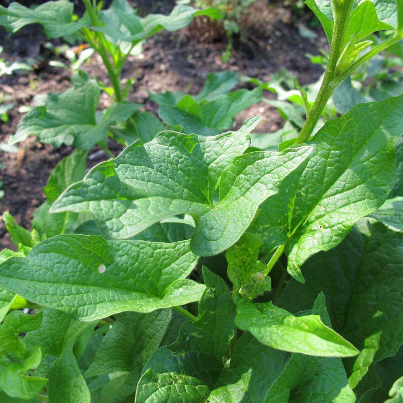 Spinach Good King Henry Seeds