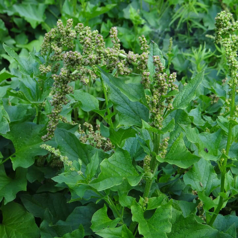 Spinach Good King Henry Seeds