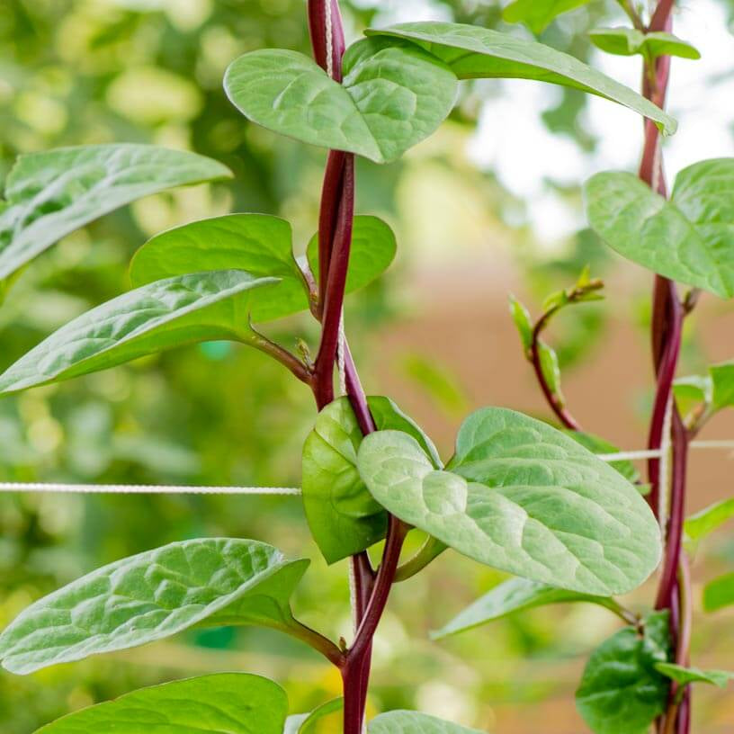 Spinach Vine Seeds - Heirloom Vegetable Plant for Home Gardens