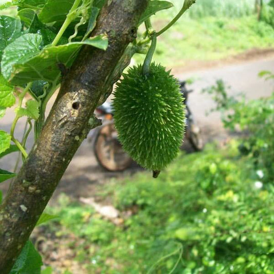 Spine Gourd Seeds
