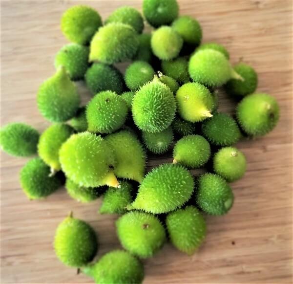 Spiny Bitter Melon Seeds