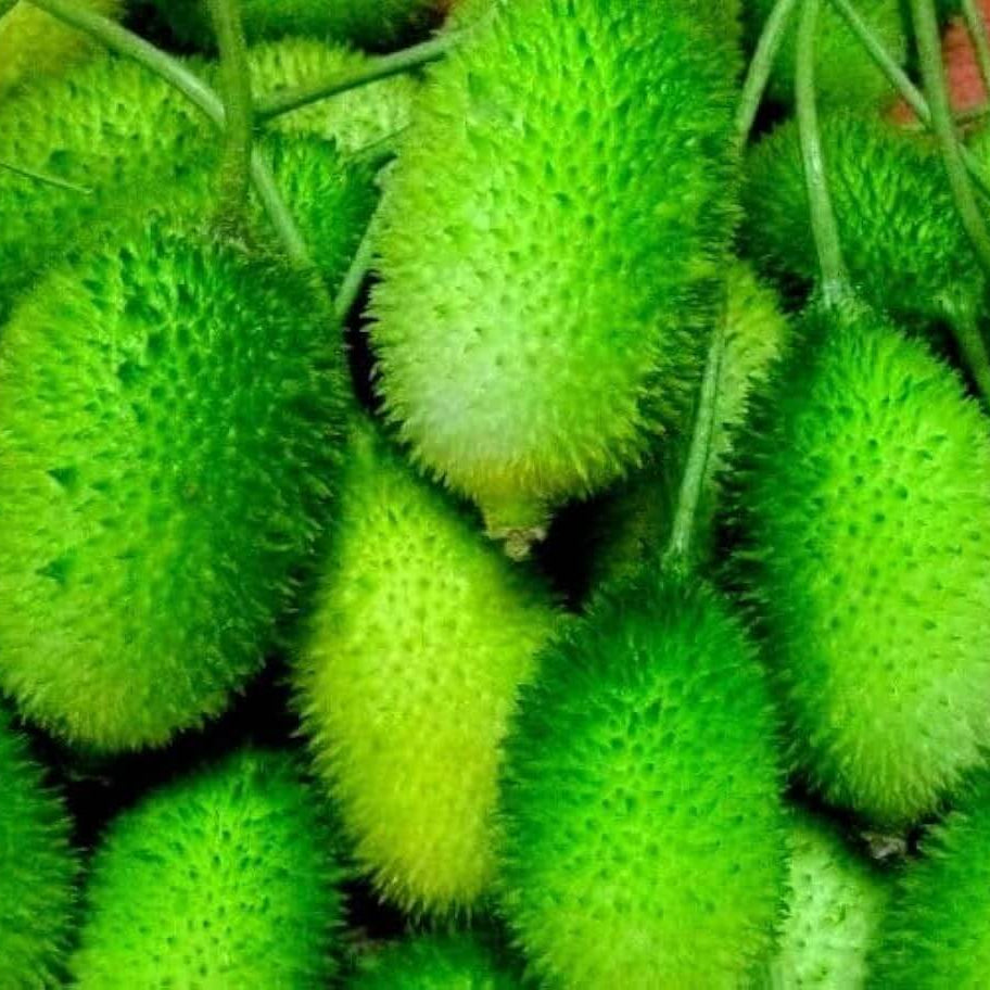 Spiny Bitter Melon Seeds