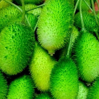 Spiny Bitter Melon Seeds