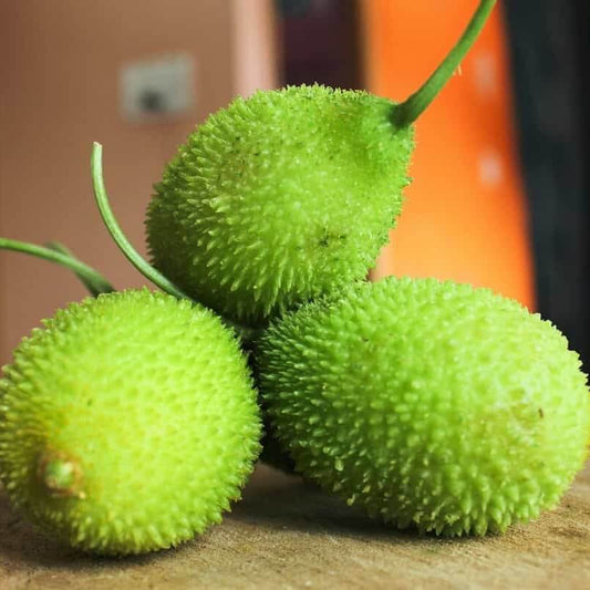 Spiny Bitter Melon Seeds