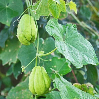 Spiny Chayote Seeds
