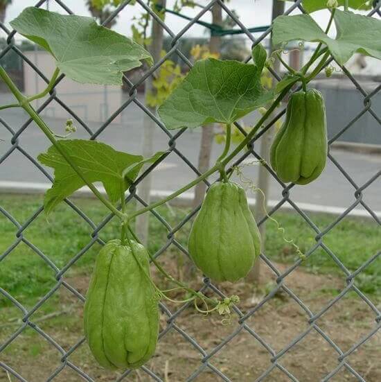 Spiny Chayote Seeds