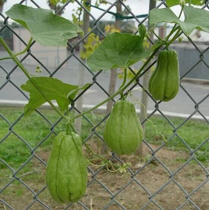 Spiny Chayote Seeds