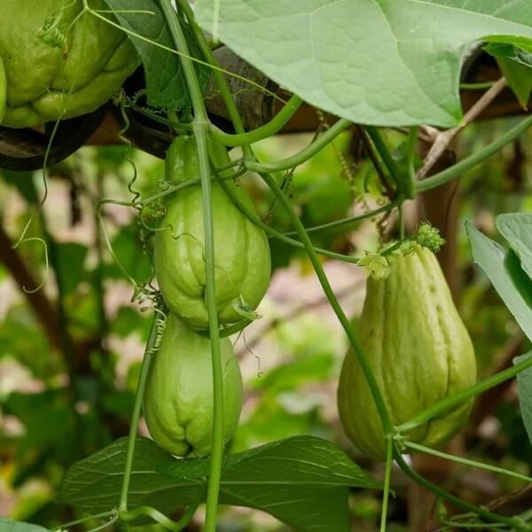 Spiny Chayote Seeds