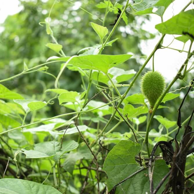 Spiny Gourd Seeds