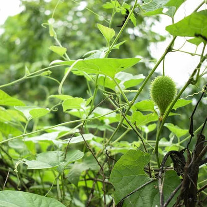 Spiny Gourd Seeds