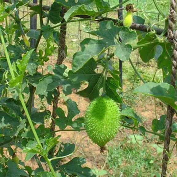 Spiny Gourd Seeds