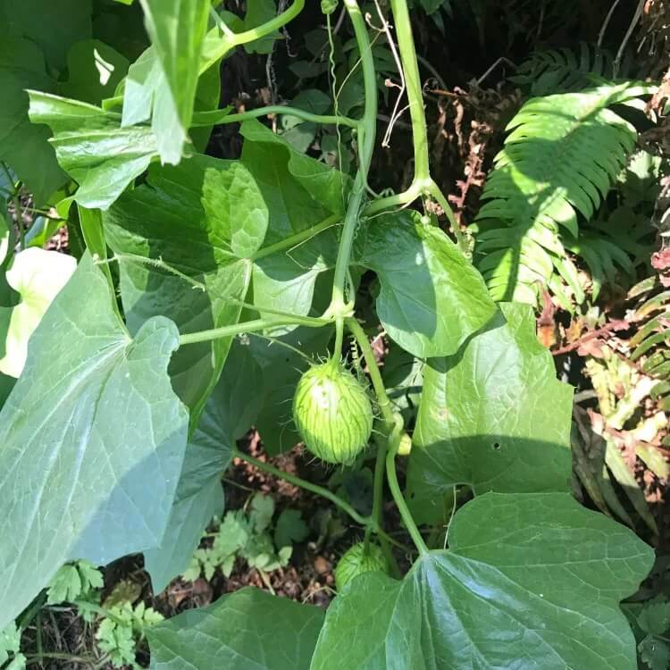 Spiny Gourd Seeds