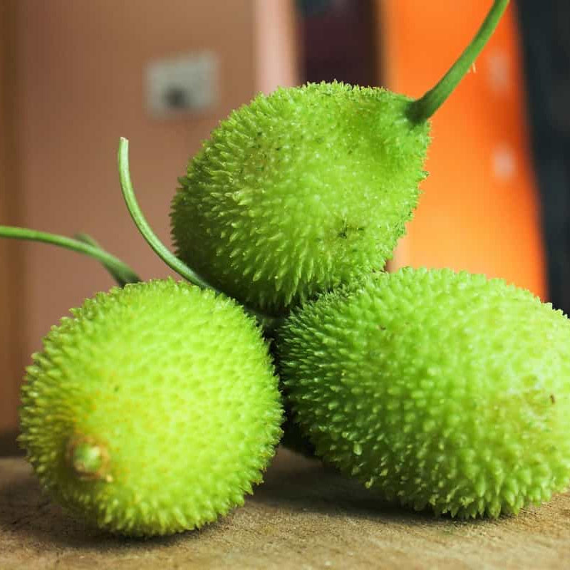 Spiny Gourd Seeds - Vegetable Plant