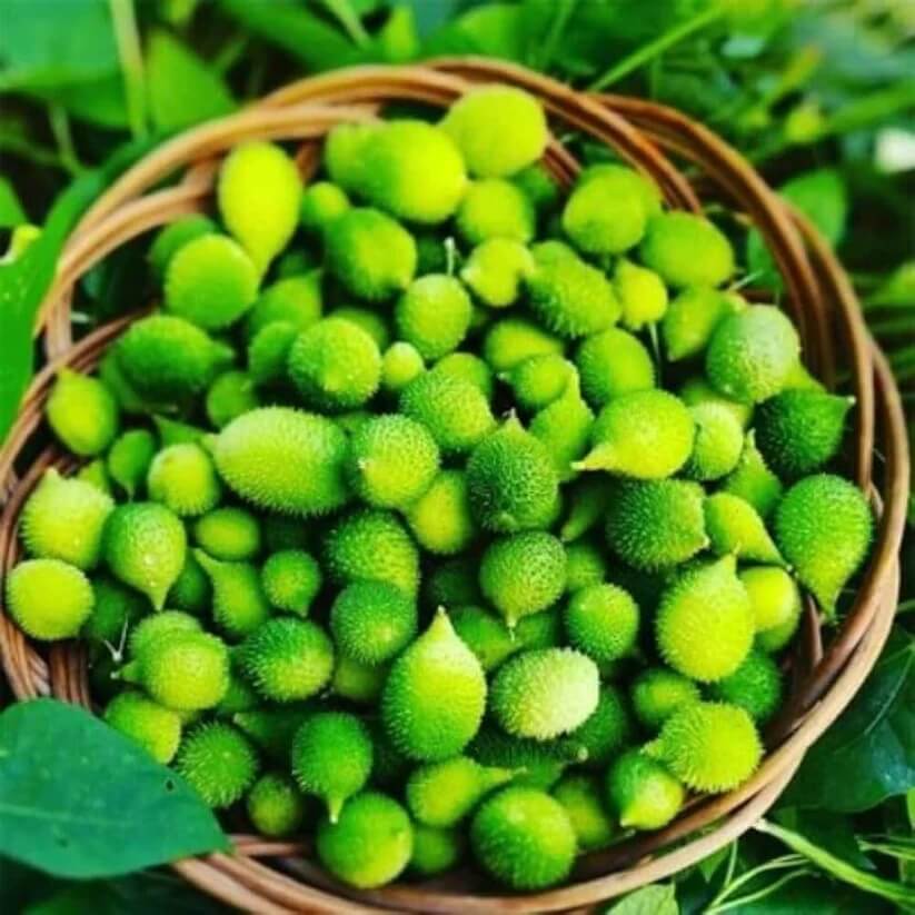 Spiny Gourd Seeds